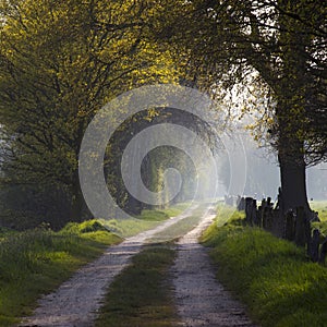 Warm light falling on a road in a dark forest