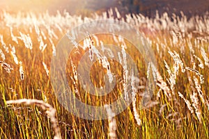 The warm light of the setting sun over a field of golden reeds