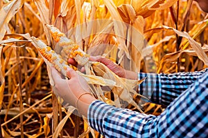 Warm light of the sun, the farmer's hand delicately holds the little seeded corn amidst the dry cornfield.