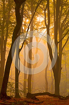 A warm morning sunrise between the dancing trees of a fog covered forest