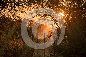 Warm orange beams filter through arid foliage during sunset in a