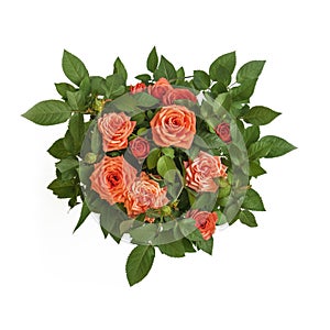 Warm orange roses bouquet circle surrounded by green leaves closeup top view. Symbol of love, passion, beauty, romance.