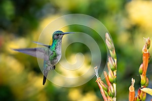 Warm photo of a small hummingbird hovering by a tropical flower with a blurred background.