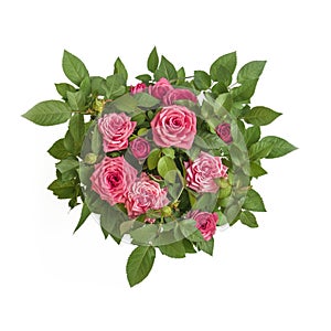 Warm pink roses bouquet circle surrounded by green leaves closeup top view. Symbol of love, passion, beauty, romance.
