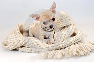 In a Warm Place - Chihuhua puppy in scarf