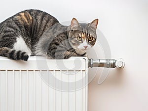 A warm radiator and cat on it in winter, cat on warm radiator against white wall