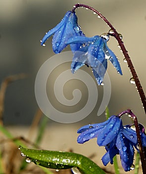 Warm rain washed the awakened gentle blue snowdrop.