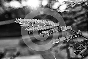 Warm rays of the setting sun shining through the twig with green leaves