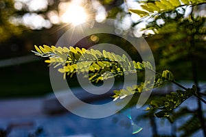 Warm rays of the setting sun shining through the twig with green leaves