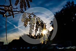 Warm rays of the setting sun shining through the twig with green leaves