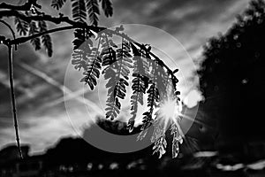 Warm rays of the setting sun shining through the twig with green leaves