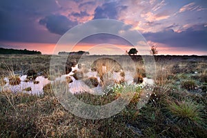 Warm silent sunset over swamps in Fochteloerveen