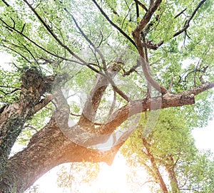 The warm spring sun shining