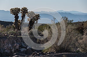 Warm Springs Wilderness, western Arizona