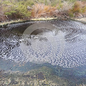 Warm steamy bubbling waterhole