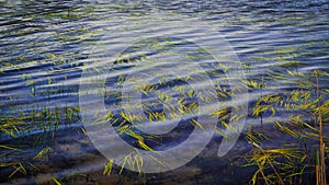 Lake. Aquatic plants .Warm weather.