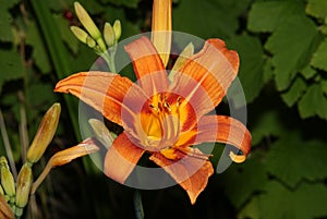 Beautiful tiger lily in the summer garden