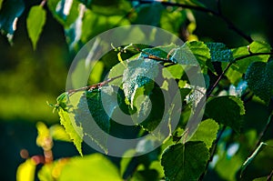 A warm summer morning. juicy green birch leaf