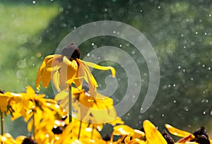 Warm summer rain drops on yellow flowers