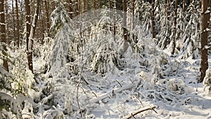 Warm sunlight gives a snow covered forest a dreamy atmosphere