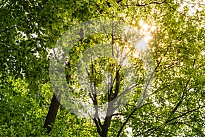 Warm Sunlight Through Green Tree Canopy Leaves Nature Outdoors P