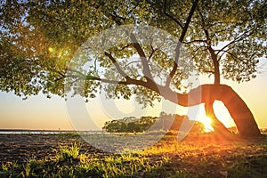 Warm sunlight with rays through trunk of green tree on river bank covered of grass glowing on sun