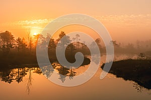 Warm sunrise at a swamp covered in fog. Sunshine beats through the thick mist with tree silhouettes and a path at Kemeri National