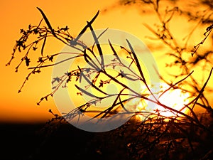 warm sunset between branches, the sunset in the field