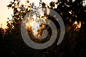 warm sunset sun shines through the foliage of the tree