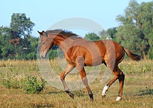 Warmblood bay foal in free movement in nature