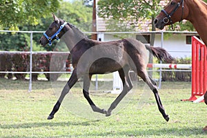 Warmblood chestnut mare and filly enjoy green grass together at equestrian centre summertime