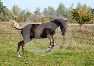 The warmblood foal cheerfully jumps on a meadow