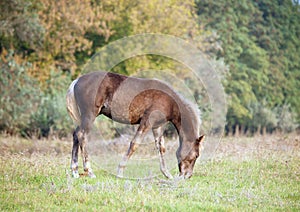 The warmblood foal grazing on a meadow