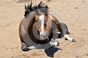 Warmblood foal resting