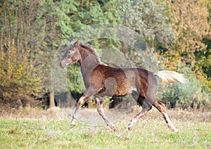 The warmblood foal runs on a meadow