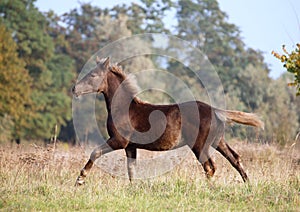 The warmblood foal runs on a meadow