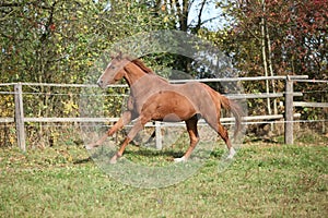 Warmblood horse running on pasturage