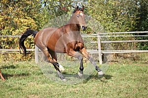 Warmblood horse running on pasturage