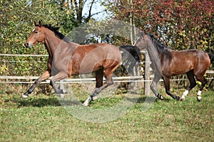 Warmblood horses running on pasturage