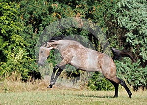 A warmblood mare  gallops across the field
