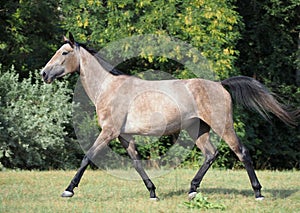 A warmblood mare  trots across the field