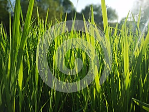 Warmer sunshine passing through the grass bush