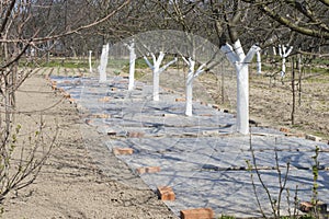 Warming soil using of polyethylene film