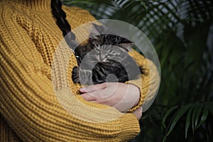 warming up in winter, gray kitten sleeps in the woman hands. winter season concept. autumn mood. Selective color