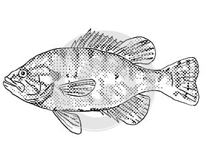 Warmouth  molly redeye or Lepomis gulosus Freshwater Fish Cartoon Drawing