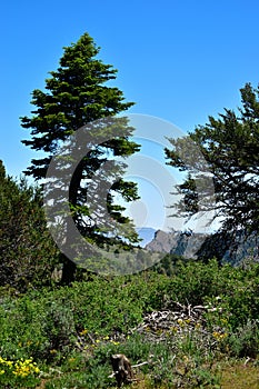 Warner Mountains, Modoc County, California