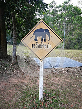 Warning elephants from forest