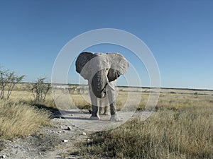 Warning charging elephant