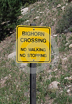 Warning sign: Big Horn Sheep Crossing