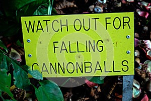 Warning Sign Falling Cannonballs from Cannonball Tree photo